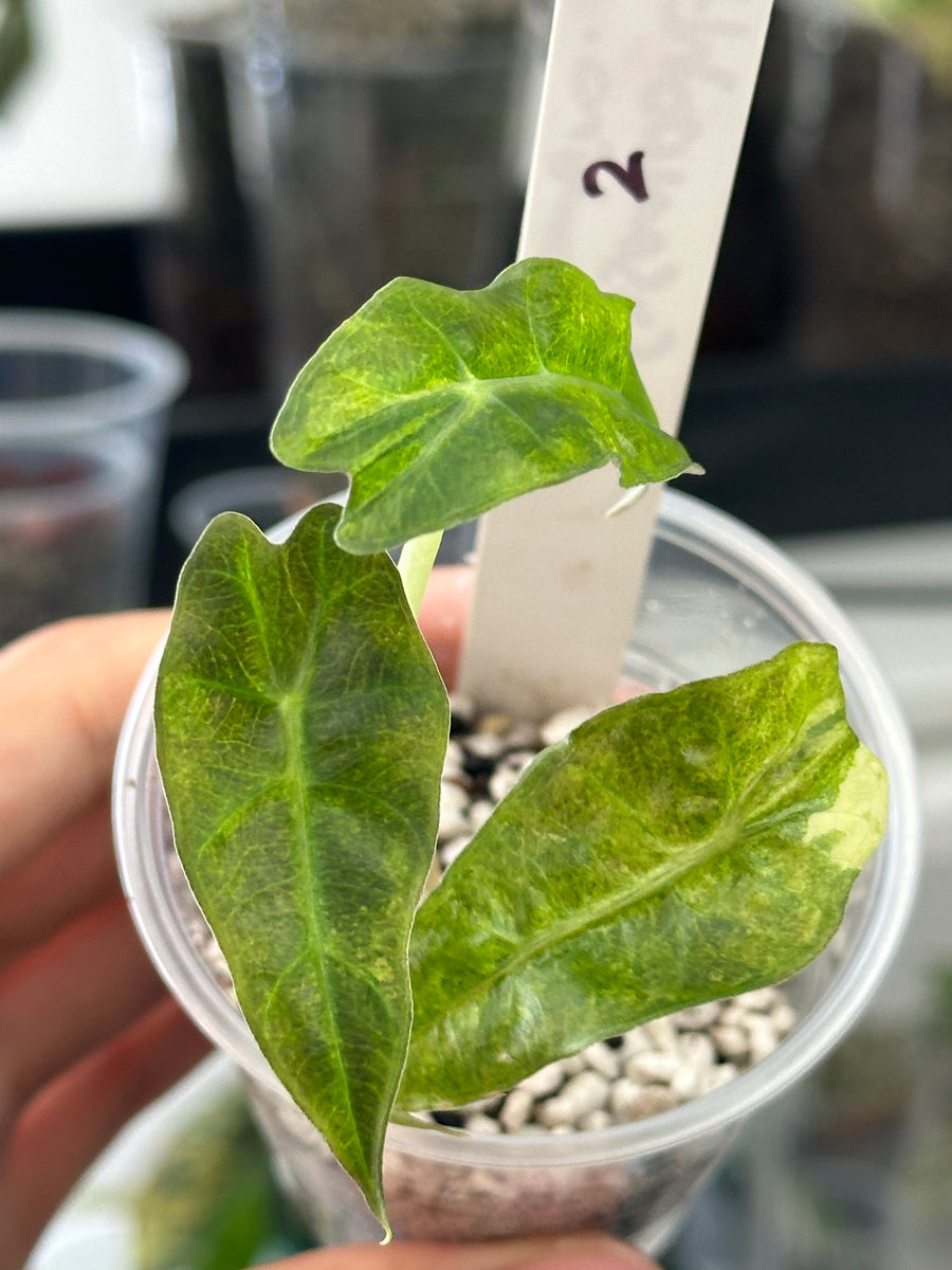 alocasia amazonica aurea splash Alocasia Polly Pink/Aurea Splash