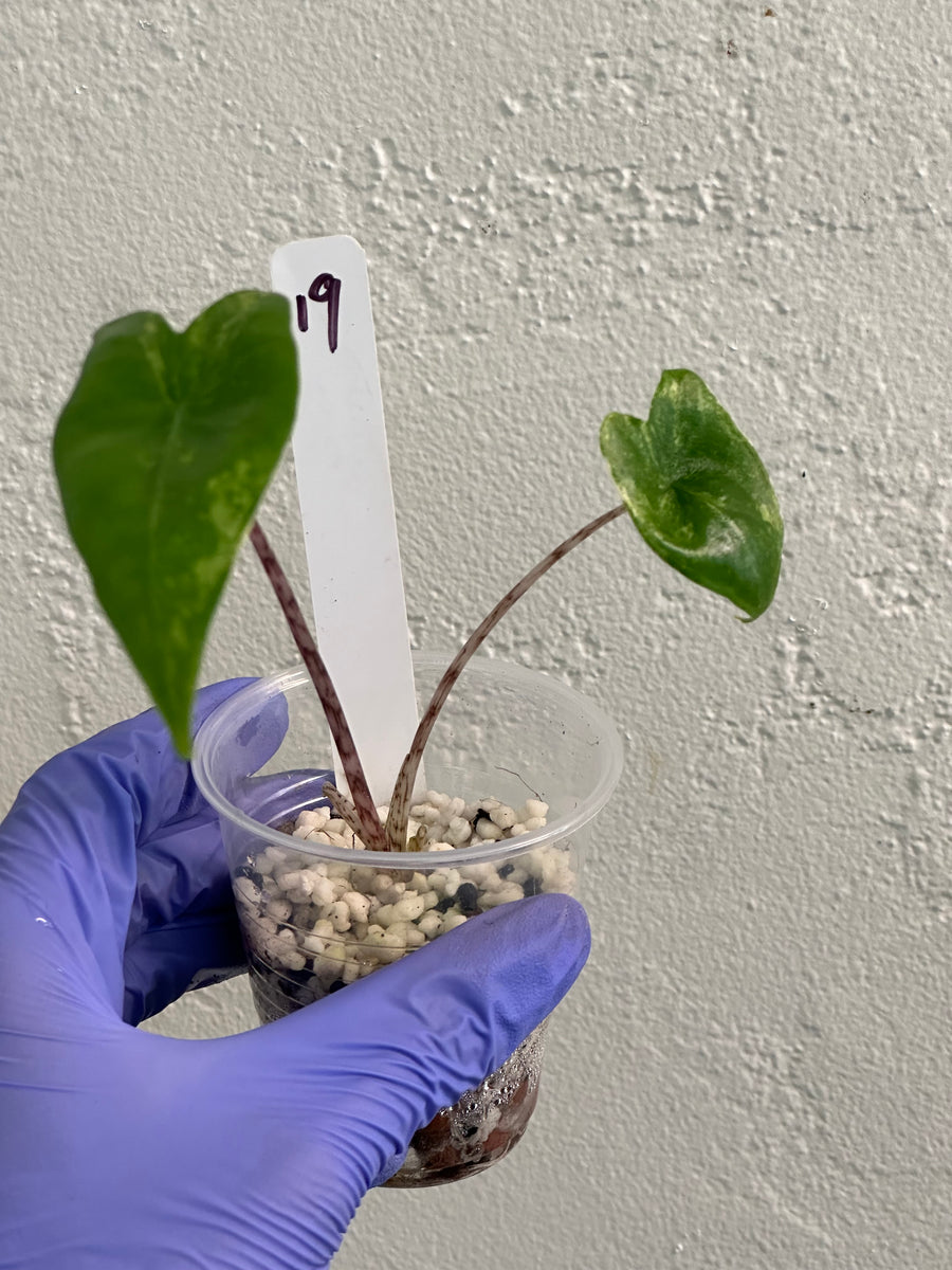 Alocasia Zebrina Aurea #19 – SOLARMONSTERA