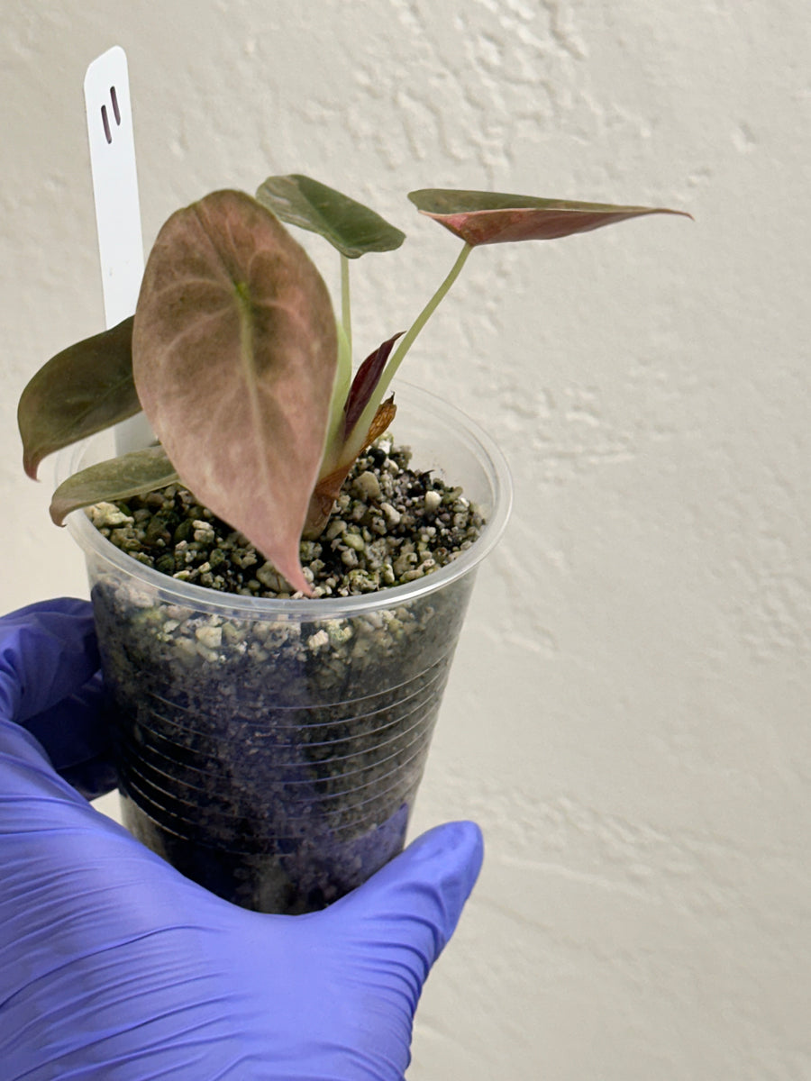 Alocasia Cuprea Pink Mint Var – SOLARMONSTERA