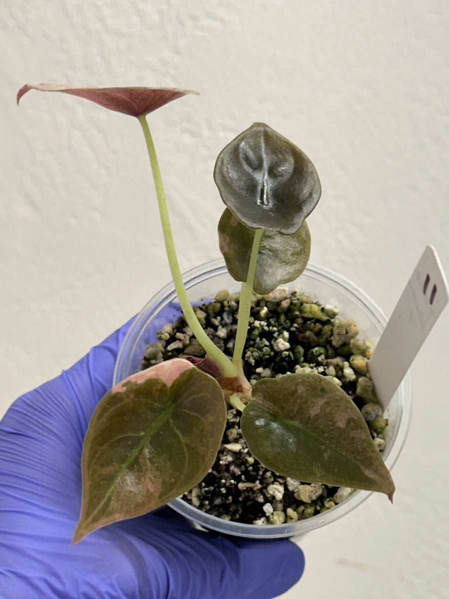 Alocasia Cuprea Pink Mint Var – SOLARMONSTERA