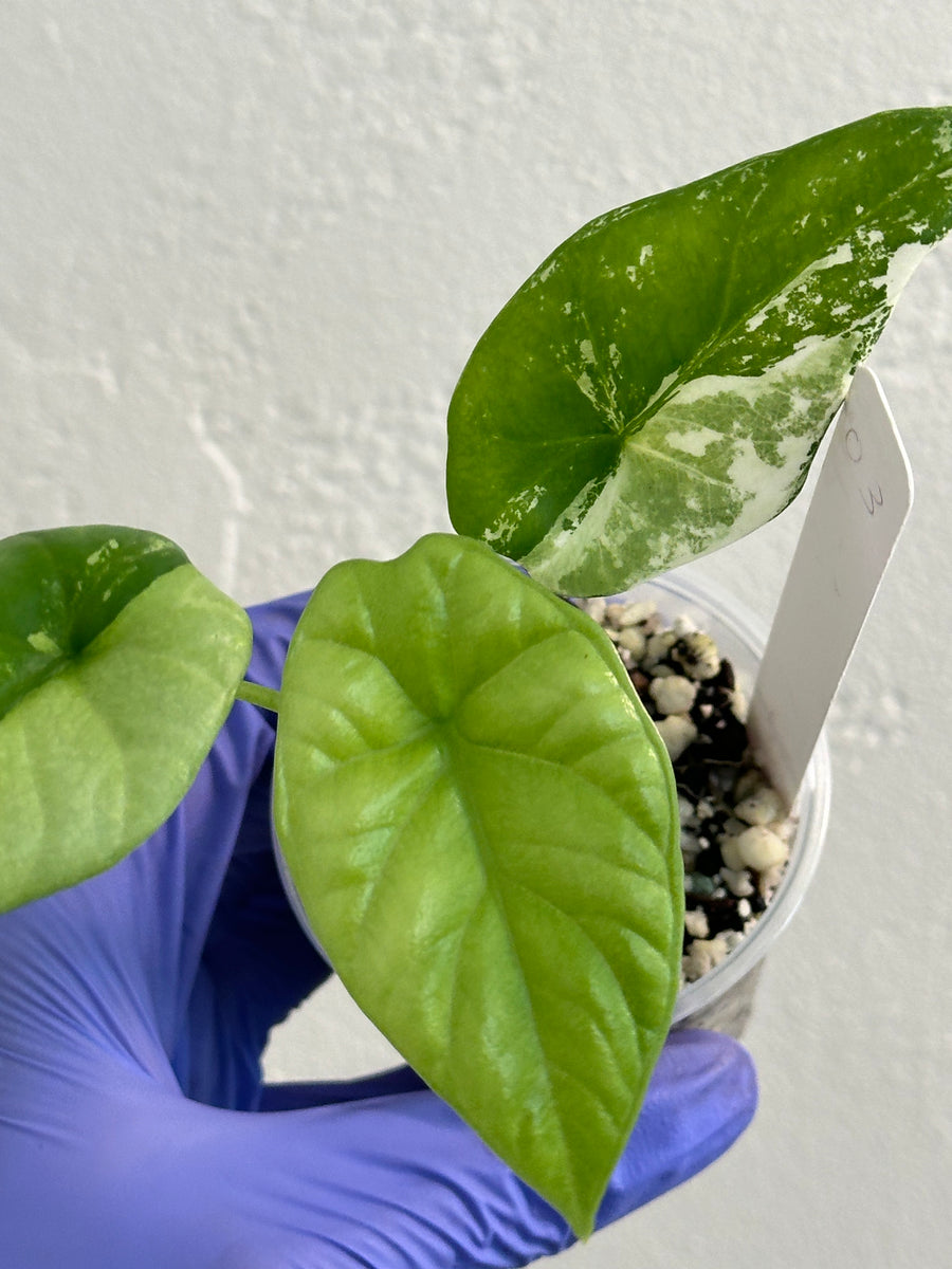 Alocasia Sinuata Mint/albo high var – SOLARMONSTERA