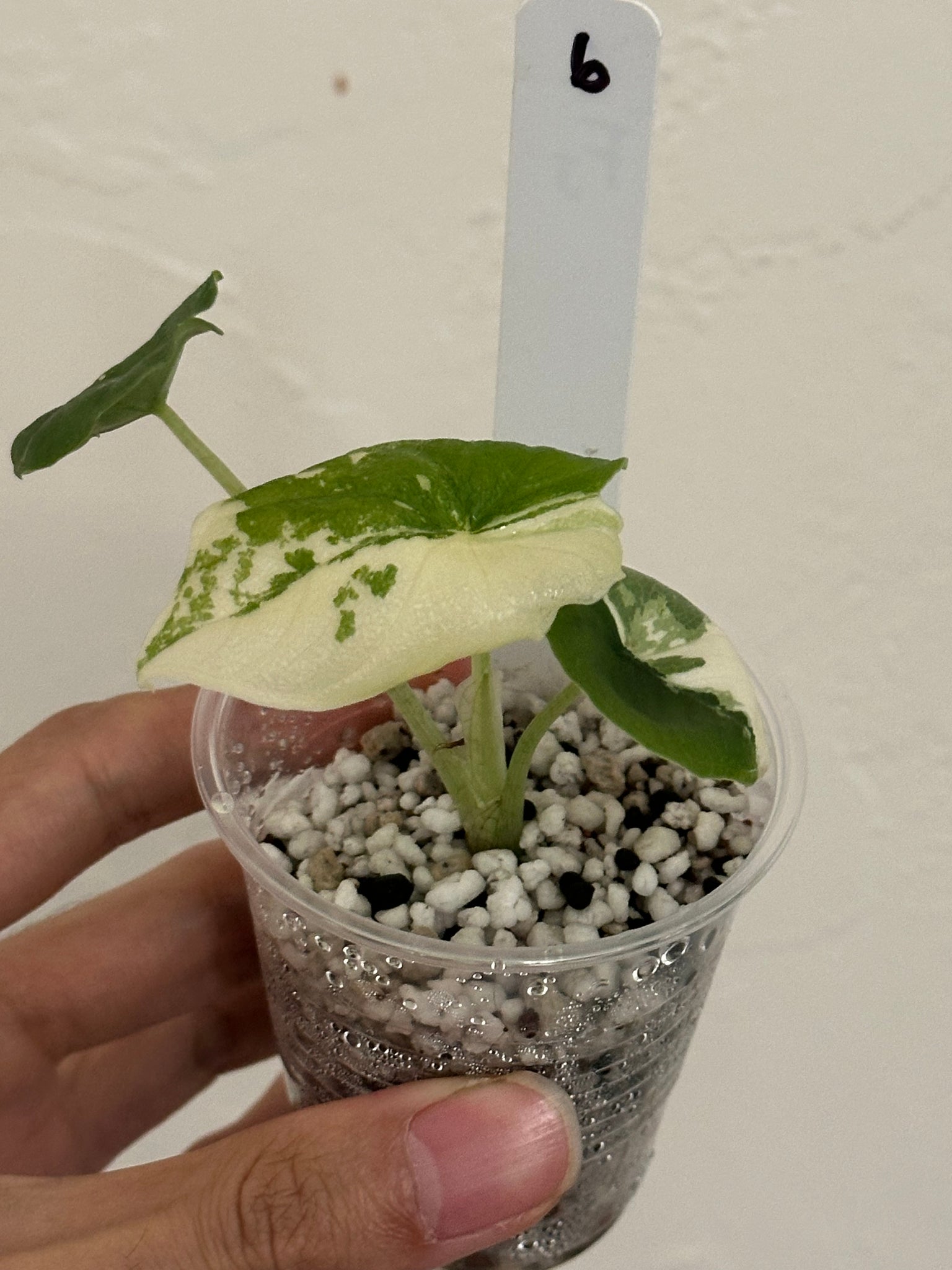 Alocasia Melo Albo high var #6