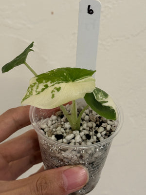 Alocasia Melo Albo high var #6