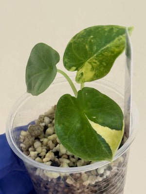 Silver dragon aurea + delta force grower’s choice
