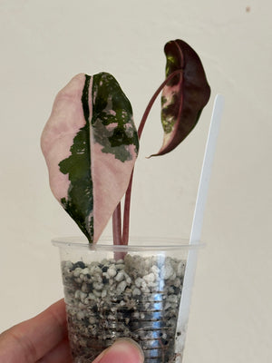 Alocasia Chantrieri Pink high var