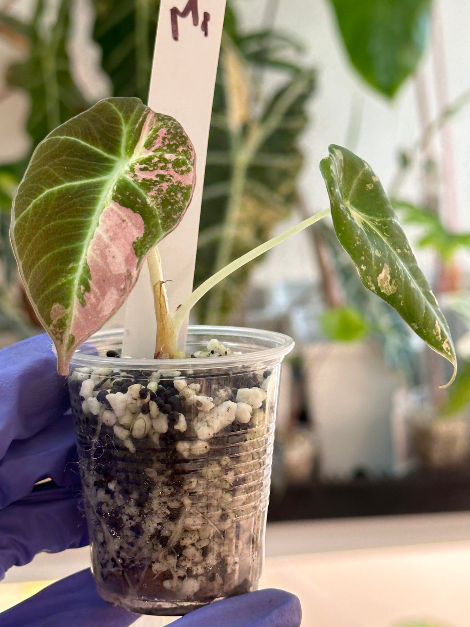 Alocasia Black Velvet Pink - nice var