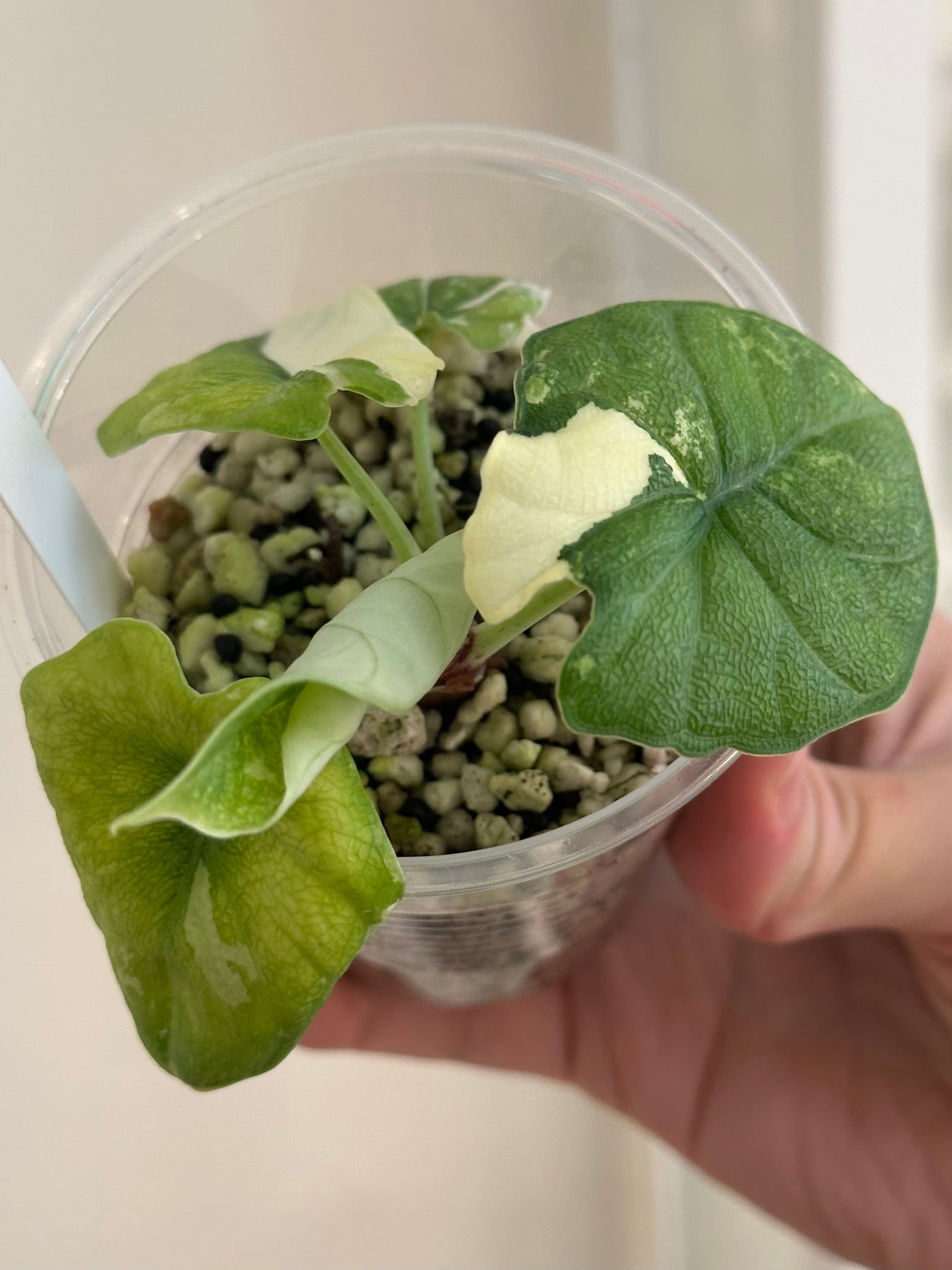 Alocasia melo albo var bigger size replacement discount