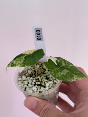 Alocasia melo albo var #100