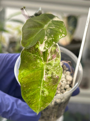 Alocasia Polly Pink/Albo