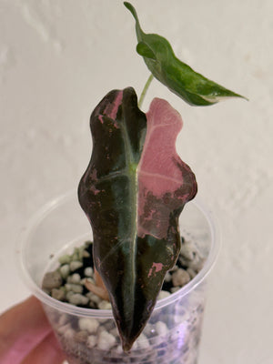 Alocasia Nobilis pink/albo