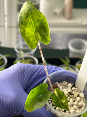 Alocasia Zebrina Aurea