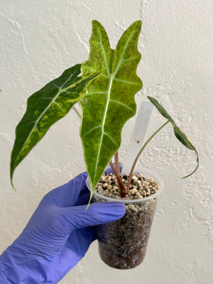 Alocasia Sanderiana Bull Aurea - Corning size