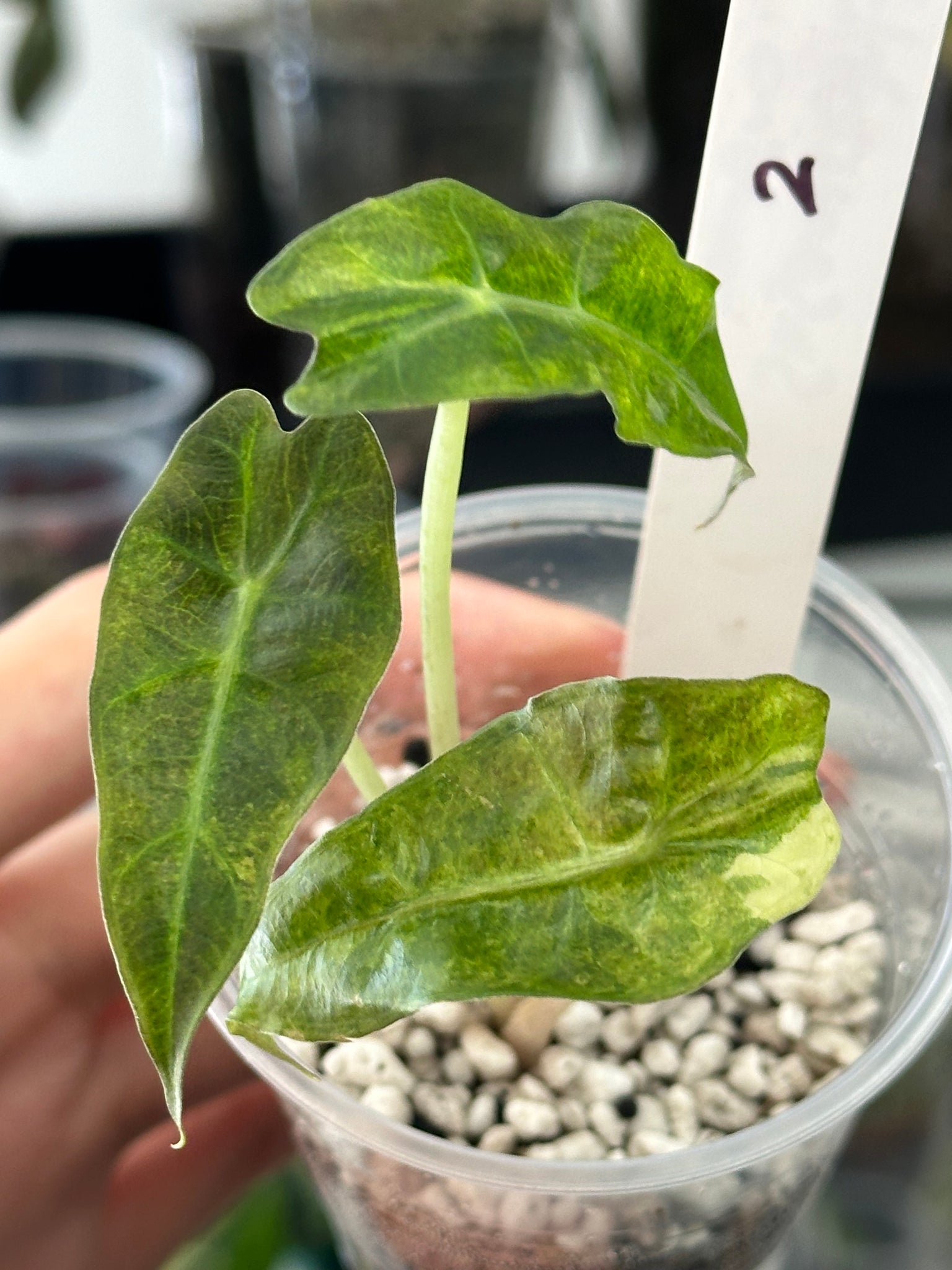 Alocasia Polly Pink/Aurea Splash - Grower's Choice – SOLARMONSTERA