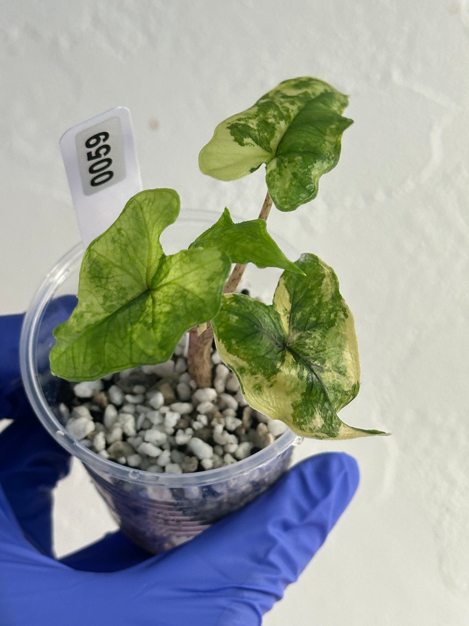 Alocasia Jacklyn Aurea high var #59