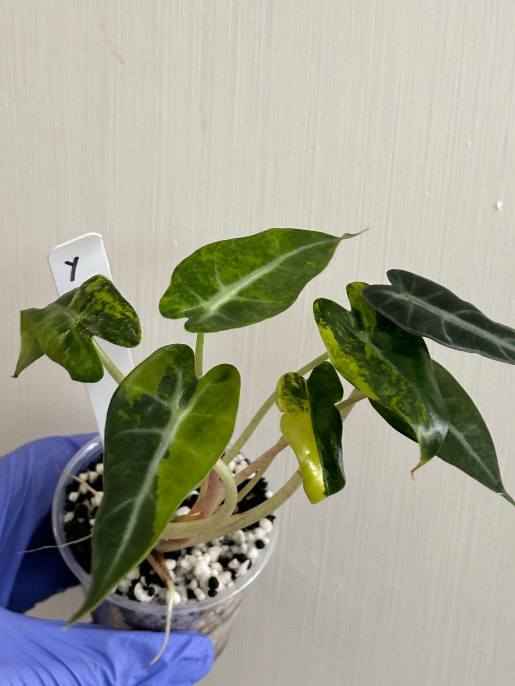 Alocasia Bambino Aurea