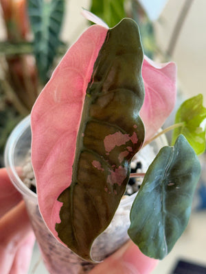 Alocasia Pink Chantrieri high var