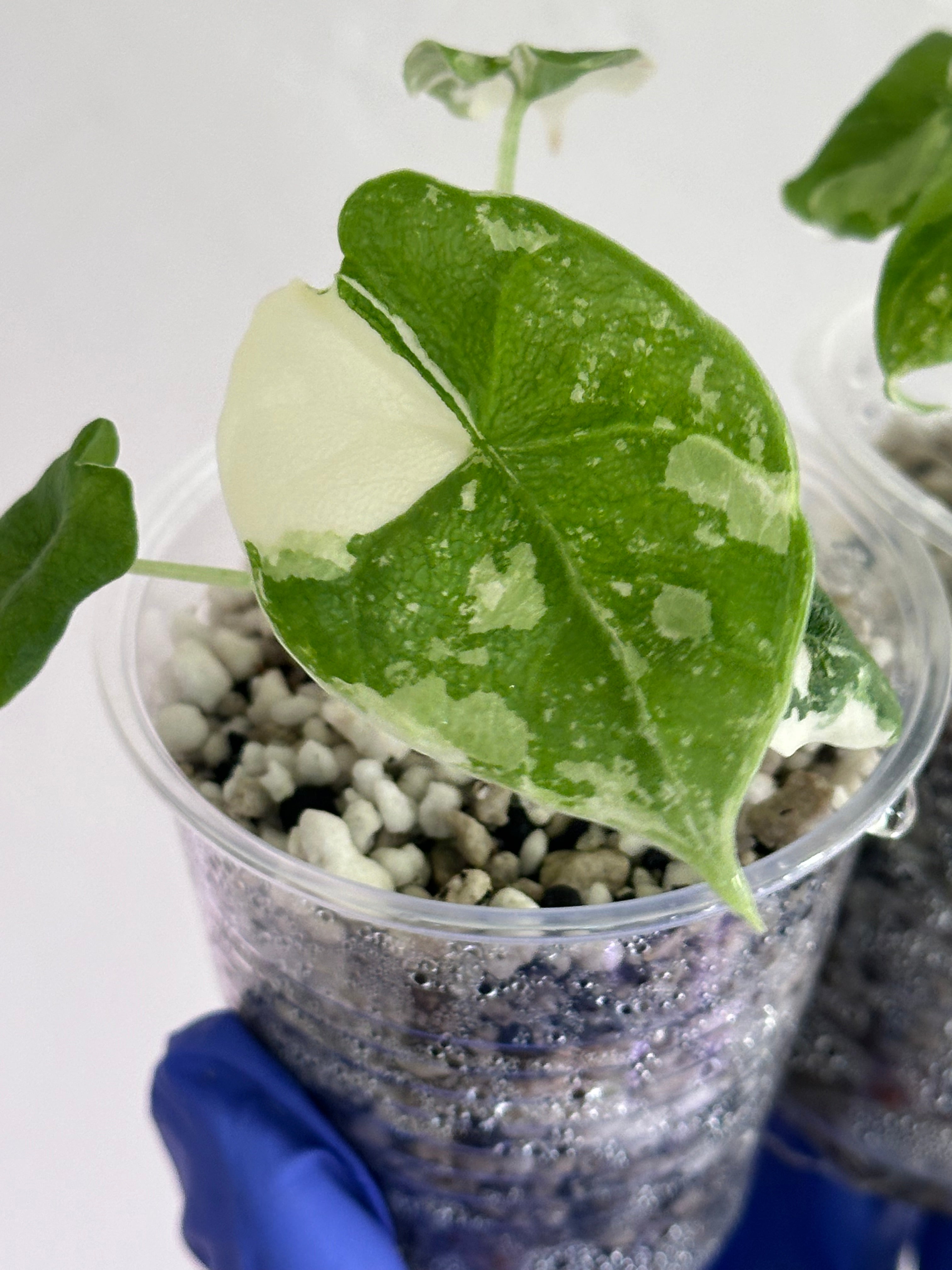 アロカシア メロ アルボ 斑入り Alocasia Melo Albo var. アロカシア メロ アルボ斑入り Alocasia Melo albo variegated