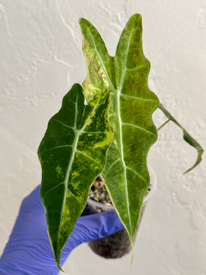 Alocasia Sanderiana Bull Aurea - Corning size