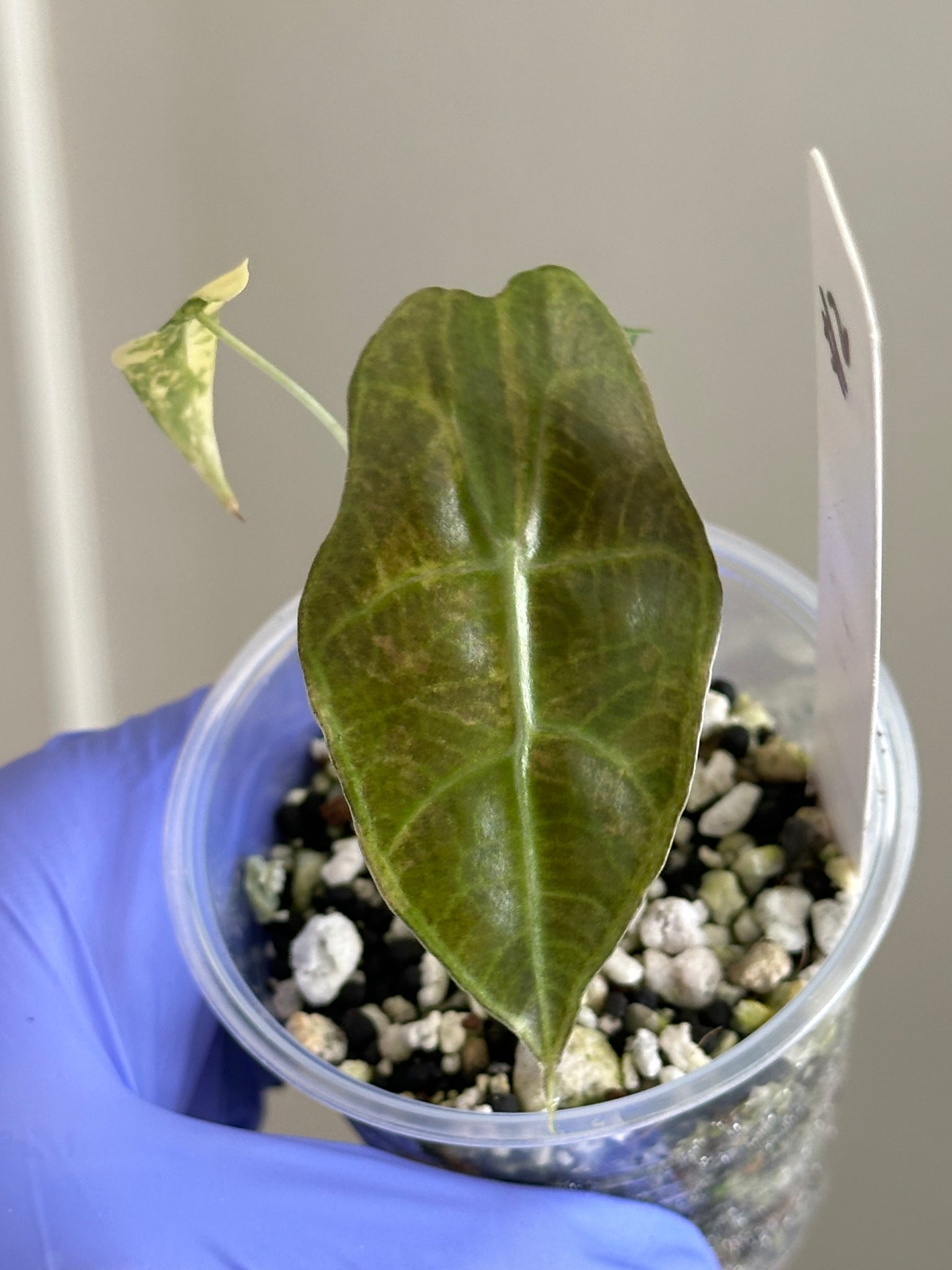 Alocasia Sanderiana Aurea (smaller and discounted)