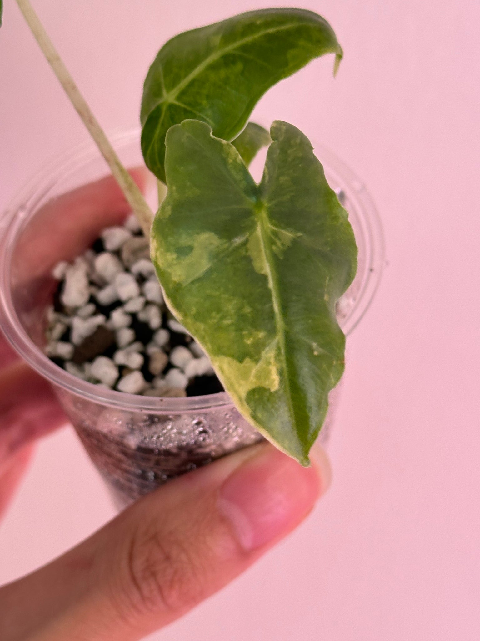 Alocasia Sarian Aurea discounted