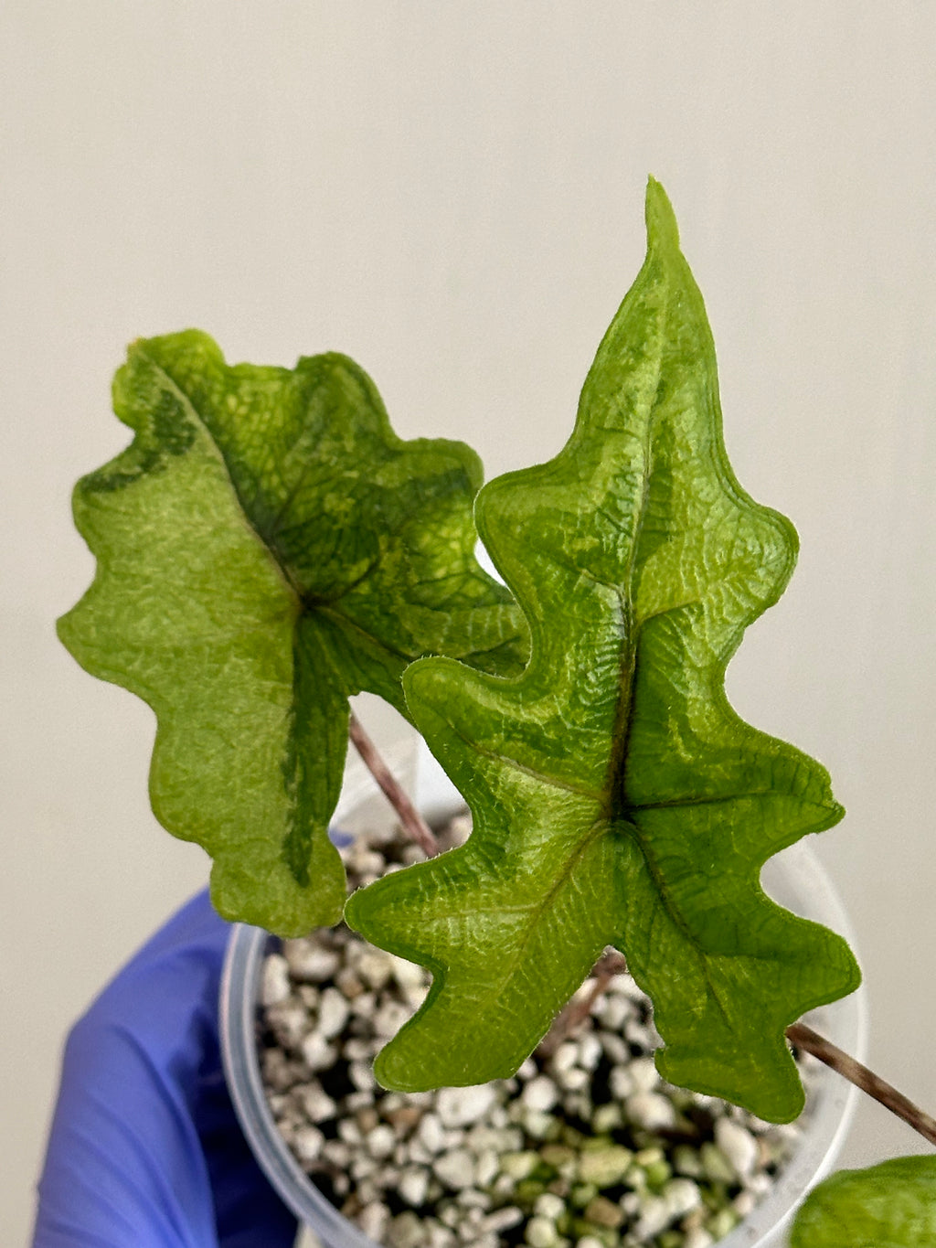 Alocasia Jacklyn Aurea