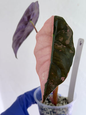 Alocasia Chantrieri Pink high var new leaf