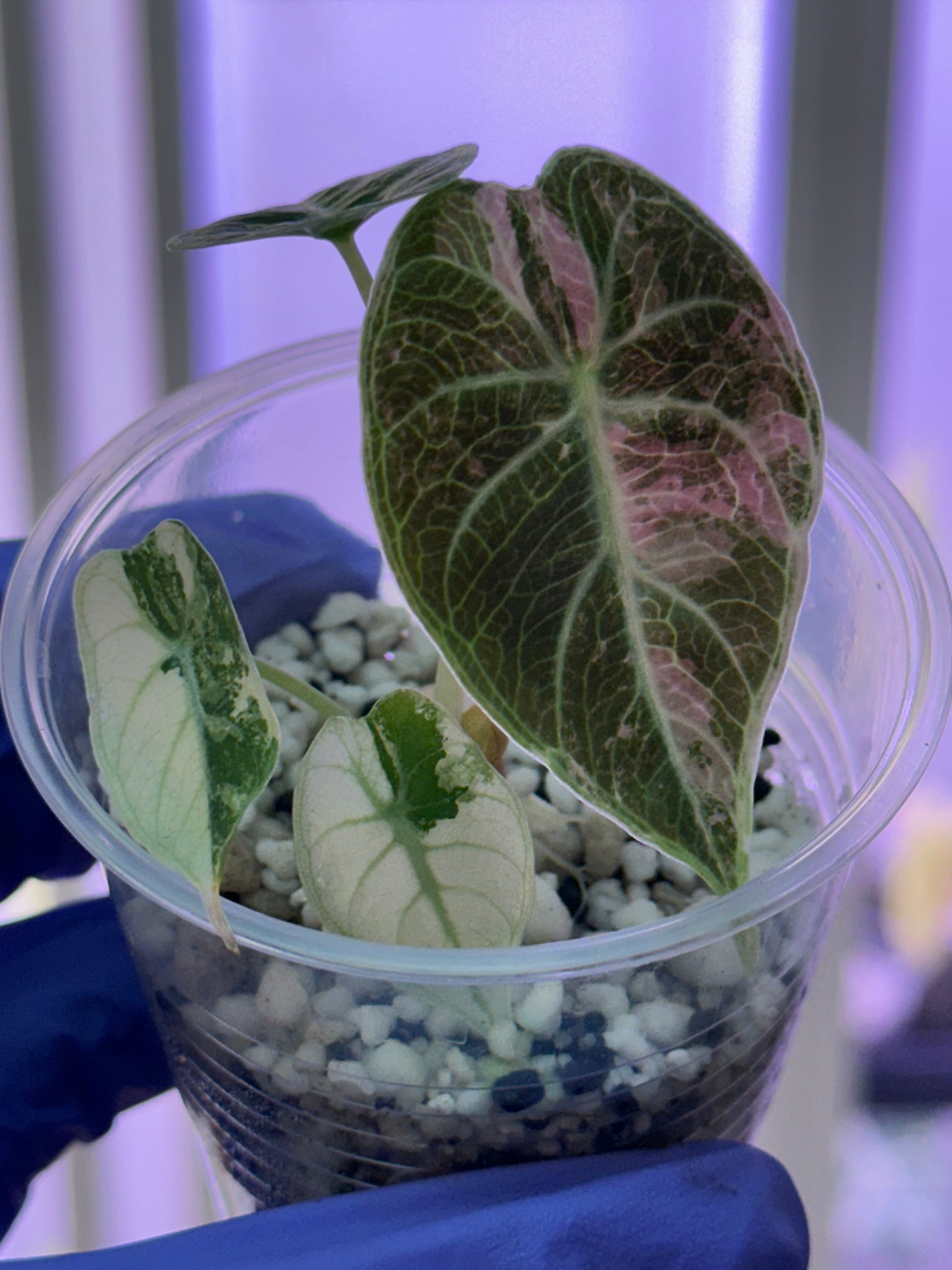 Alocasia Watsonia Albo/pink