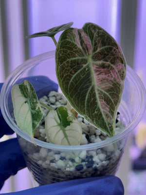 Alocasia Watsonia Albo/pink