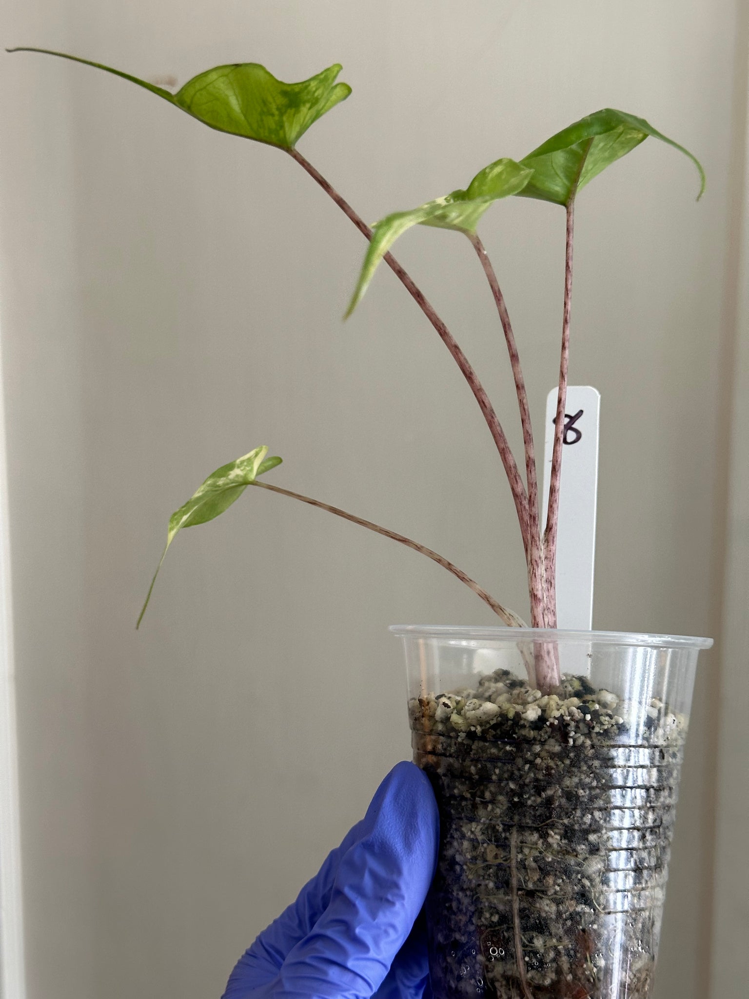 Alocasia Stingray Aurea high var - exact plant