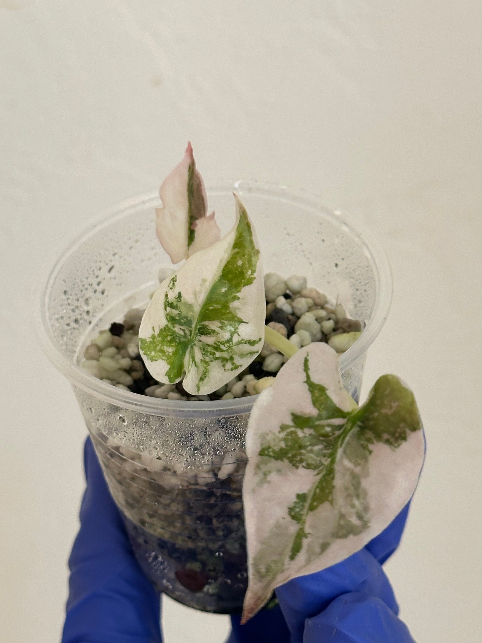 Devin’s order - cuprea pink albo with credit applied
