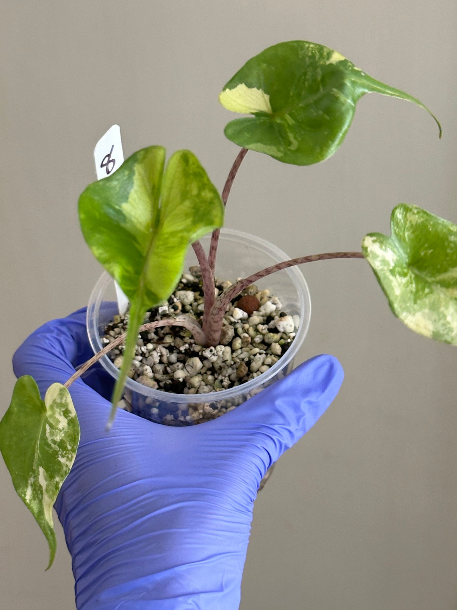 Alocasia Stingray Aurea high var - exact plant