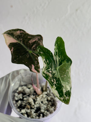 Sanderiana Nobilis Pink/Albo high var