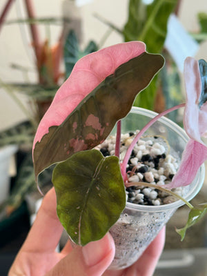 Alocasia Pink Chantrieri high var