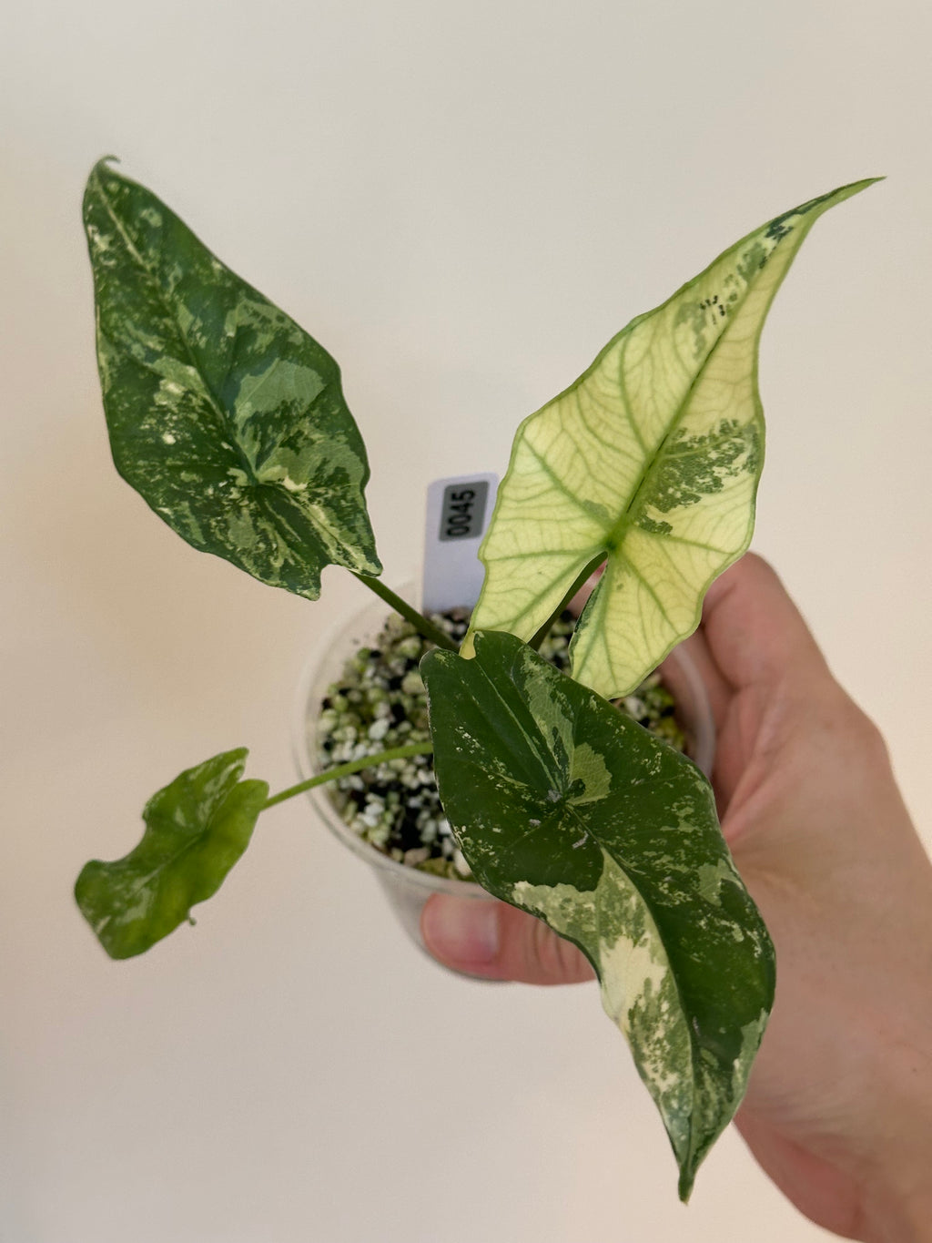 Alocasia Simpo Albo var
