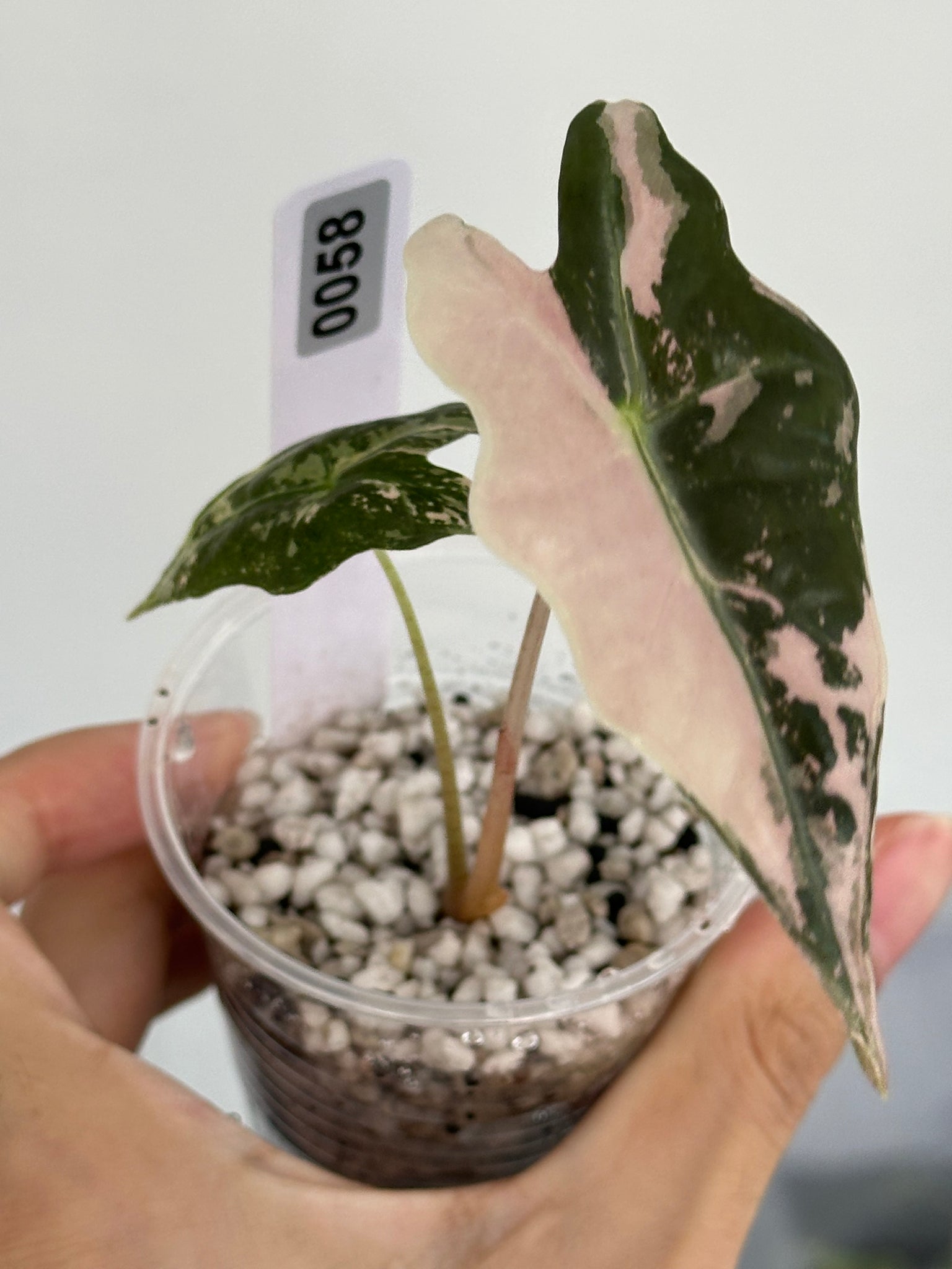 Mason’s order- 1st payment - triangularis- melo albo - Nobilis pink albo