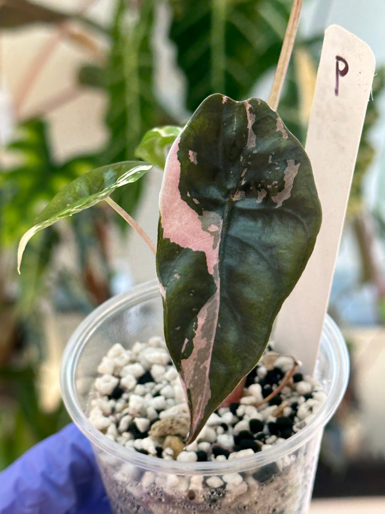 Alocasia Chantrieri Pink/Albo Var