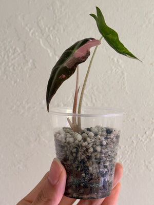 Alocasia Nobilis pink/albo