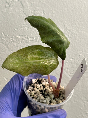 Alocasia Pink Dragon ‘Stardust’