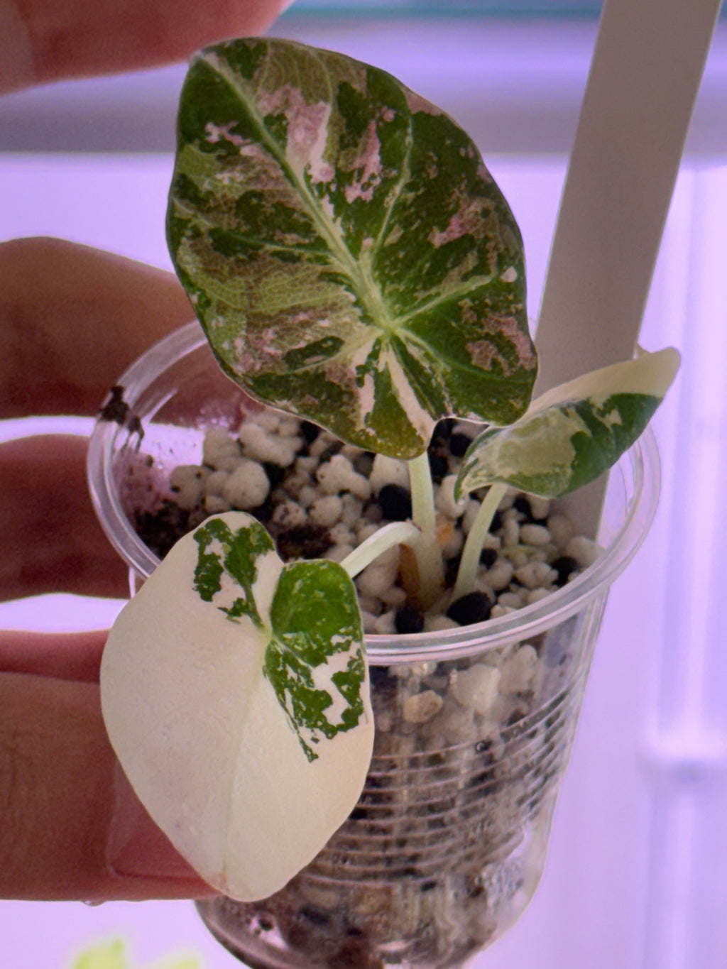 Alocasia Black Velvet Pink/Albo