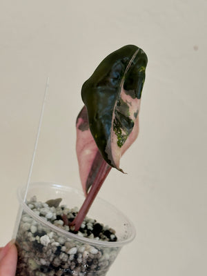 Alocasia Chantrieri Pink high var
