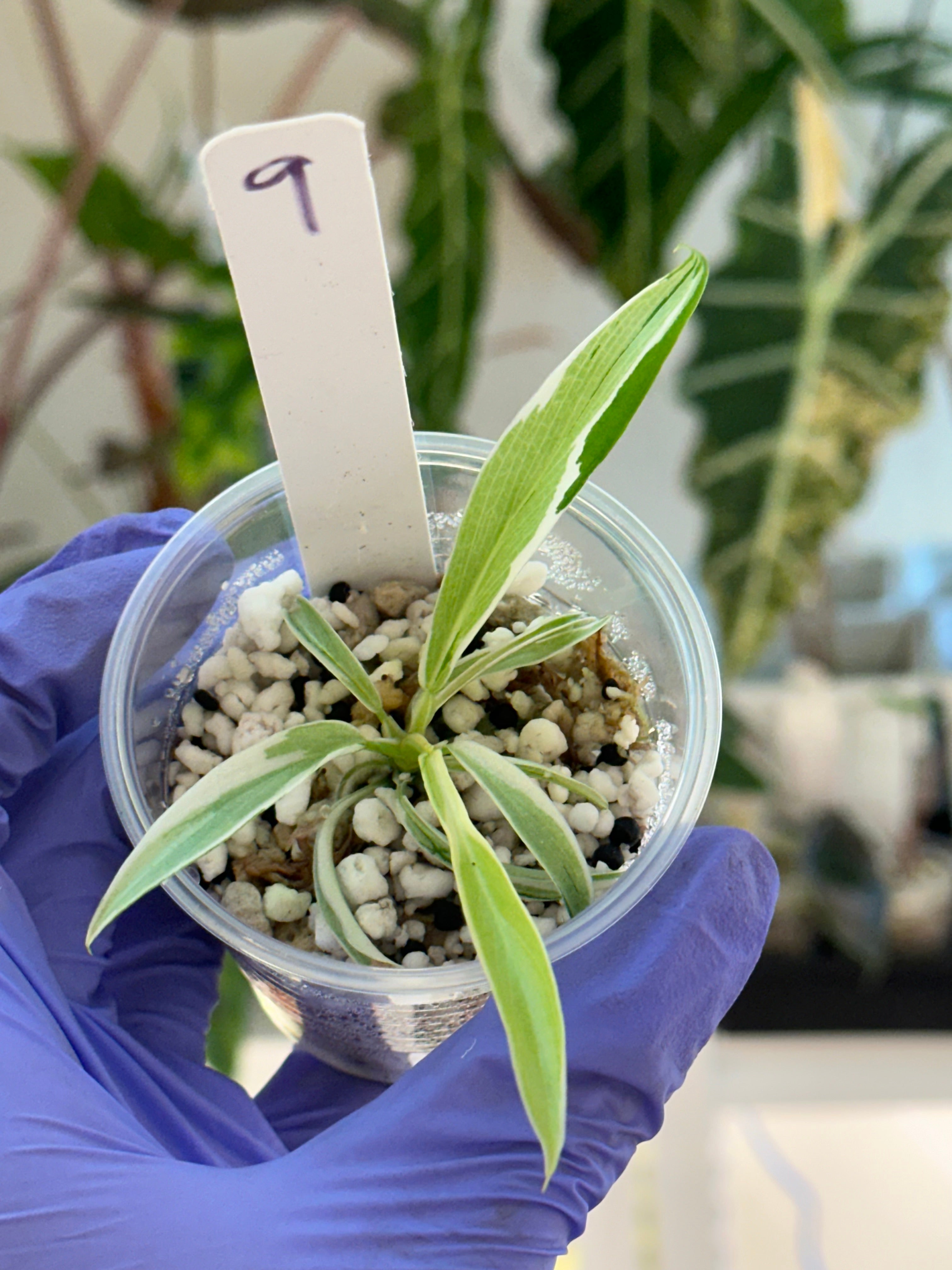 Philodendron Tortum Albo – SOLARMONSTERA