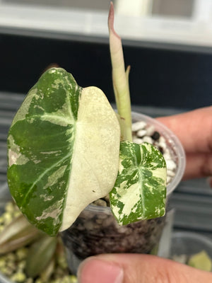 Terri’s order - bundle plants