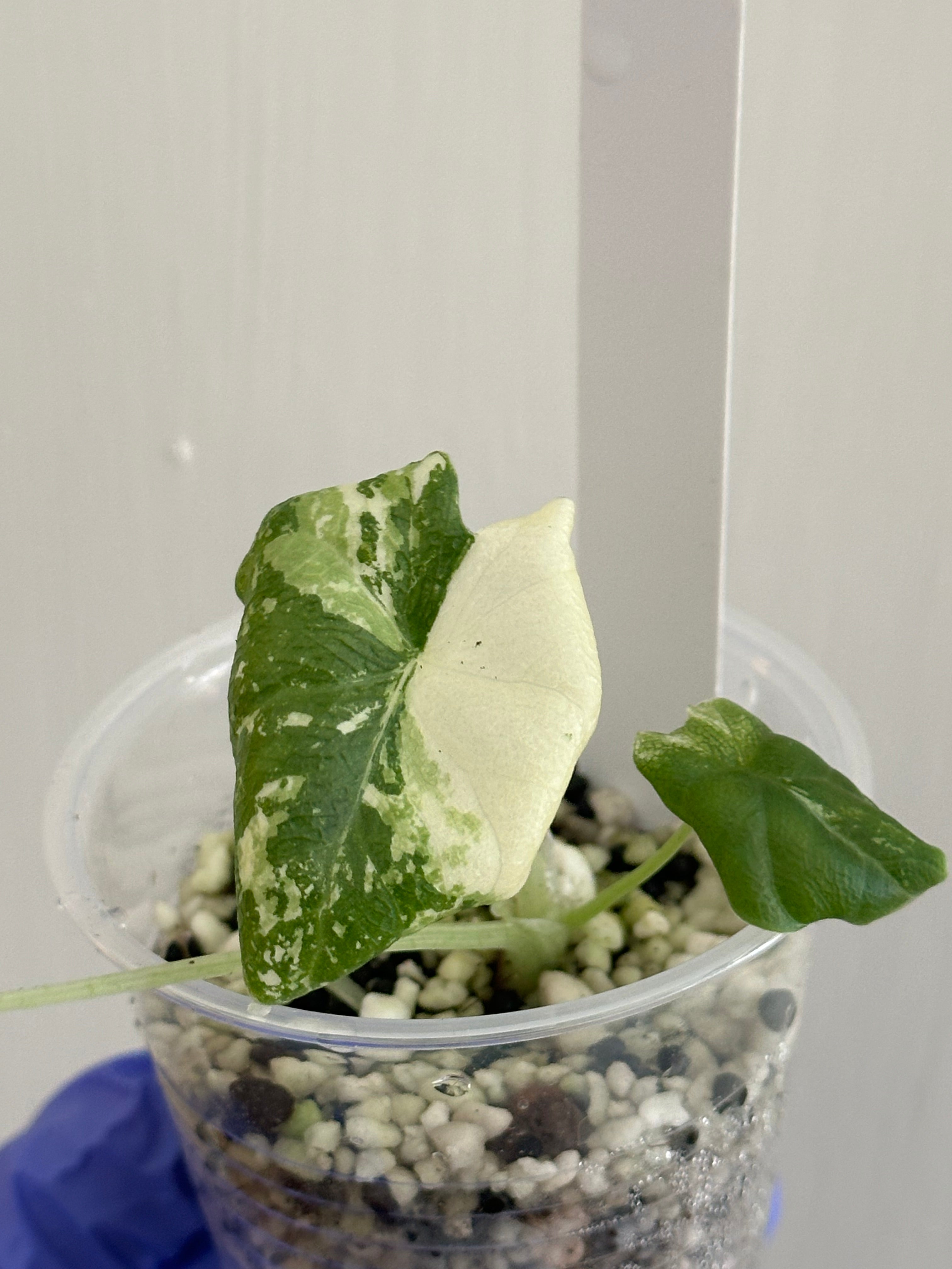 Alocasia Melo Albo (Rare) – SOLARMONSTERA