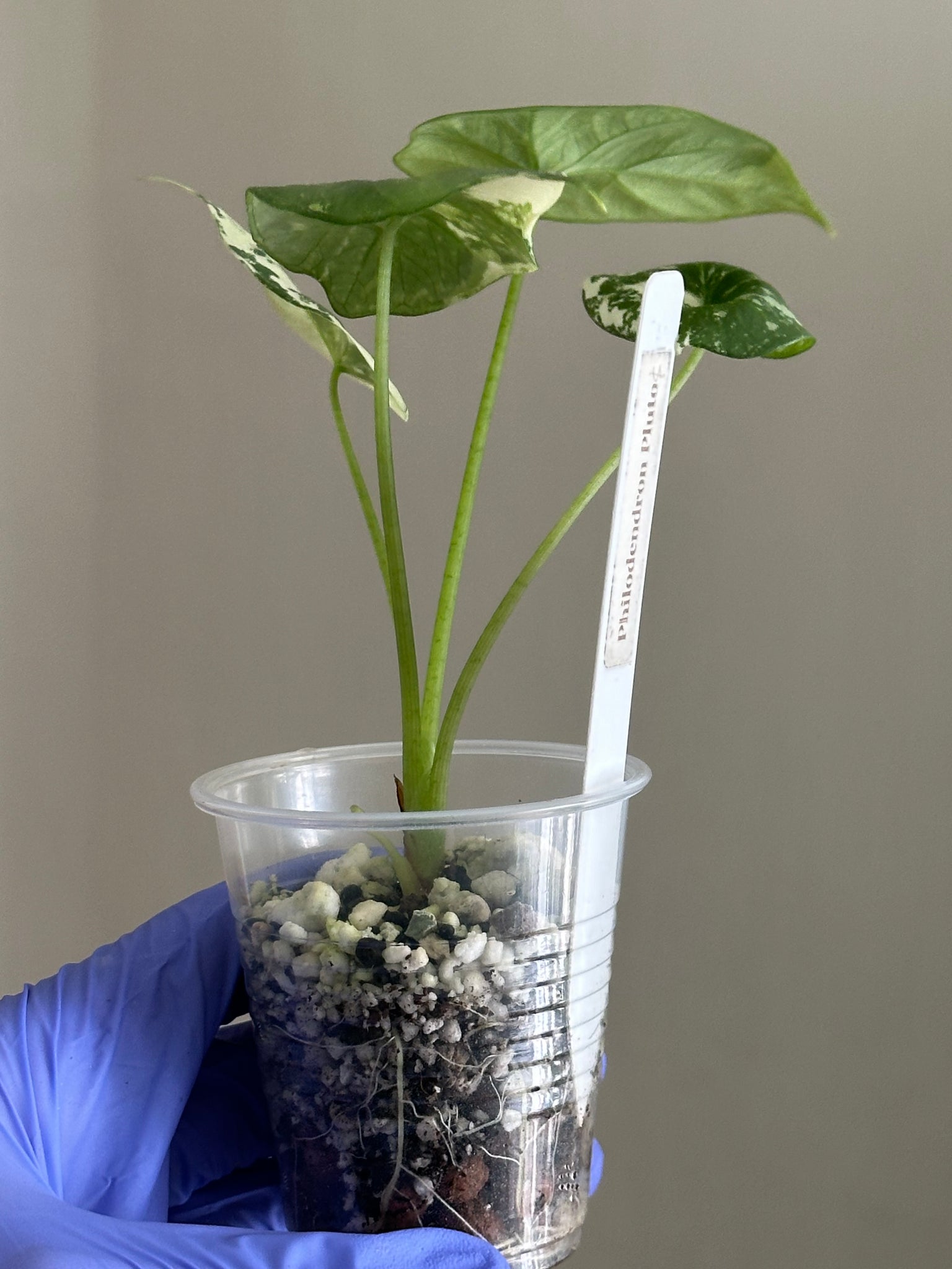 Alocasia Sinuata Albo/Mint - Exact Plant