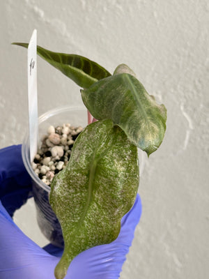 Alocasia Pink Dragon ‘Stardust’