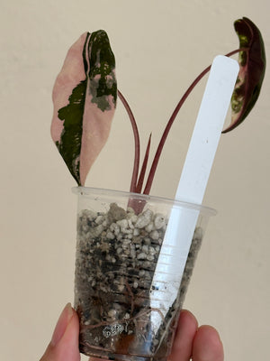 Alocasia Chantrieri Pink high var