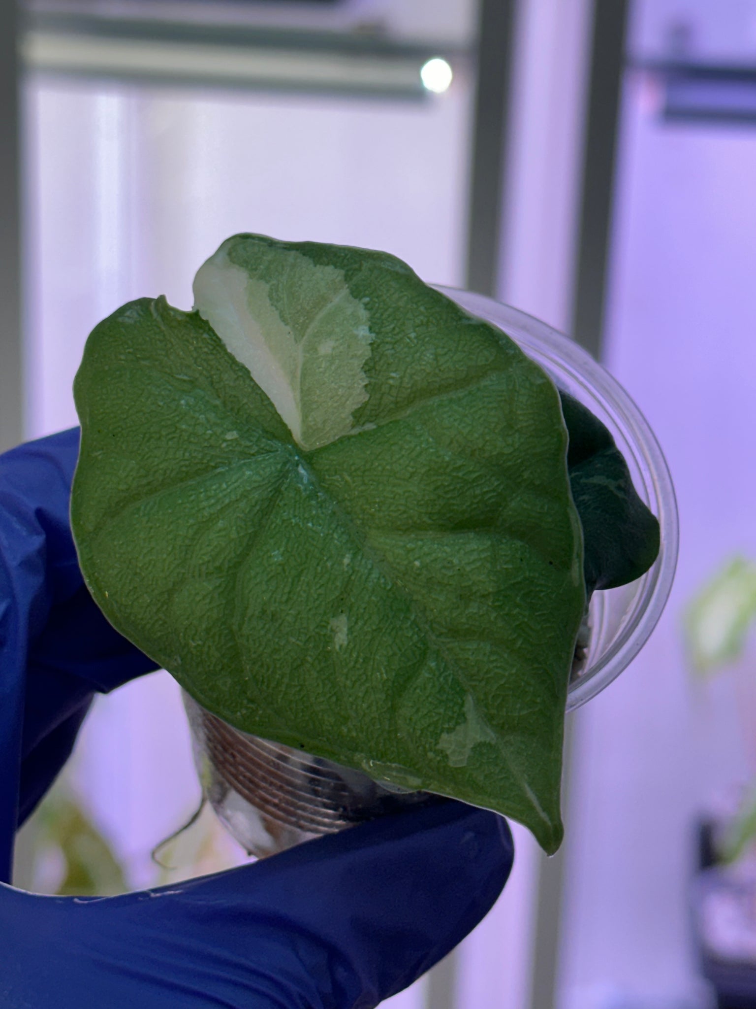 Alocasia Melo Albo Var Discounted