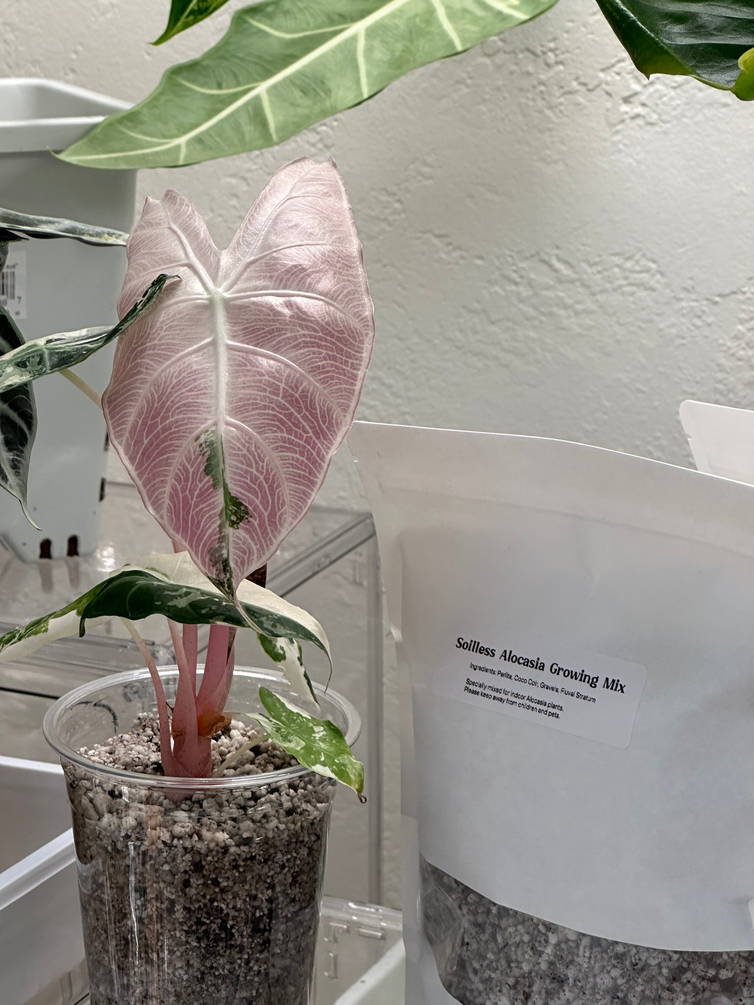 potting mix alocasia Soilless Growing Mix for Alocasia (15 OZ) – SOLARMONSTERA