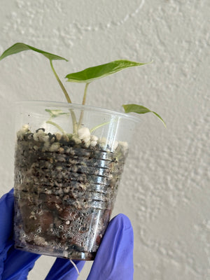 Alocasia Scalprum Albo (Rare)