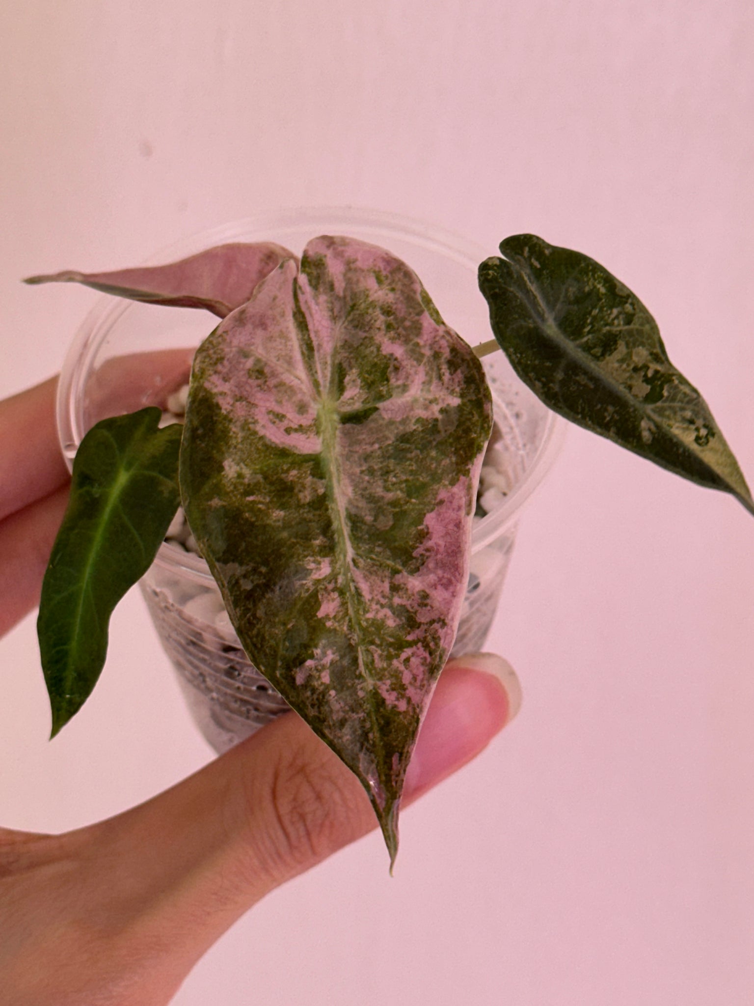 Sanderiana pink discounted- Wentii aurea+ Watsonia pink